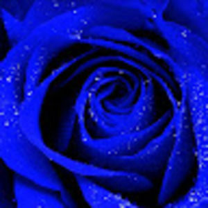 Meet your Posher, Lynesshia